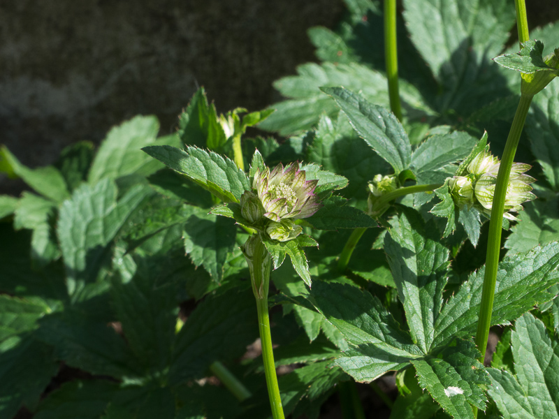 Knospe der Sterndolde