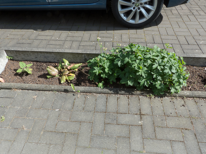 Brandkraut, Bergenie und Sterndolde