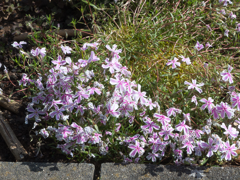 Polsterphlox