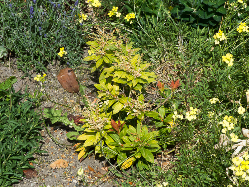 Japanische Lavendelheide