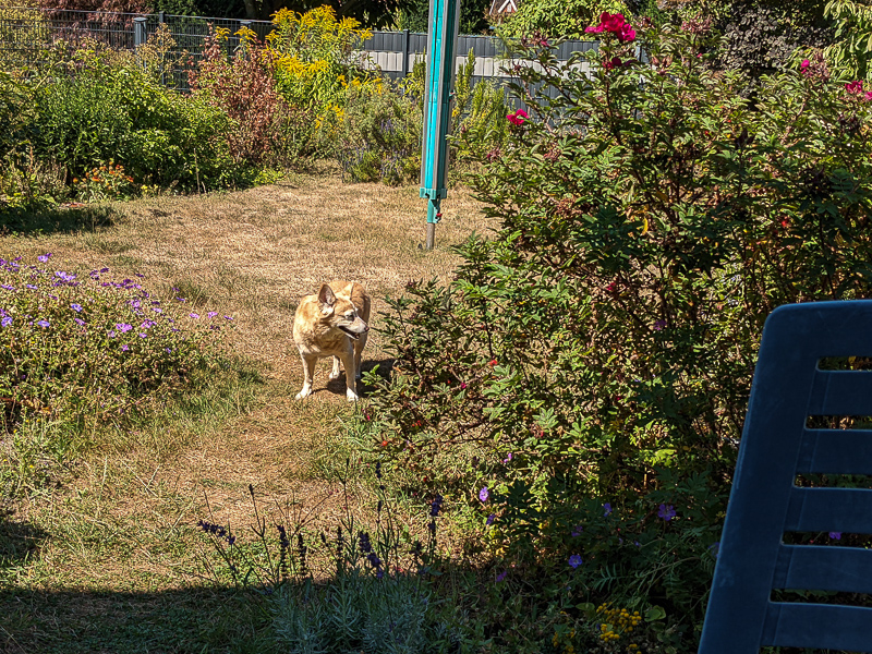 Grace im Garten