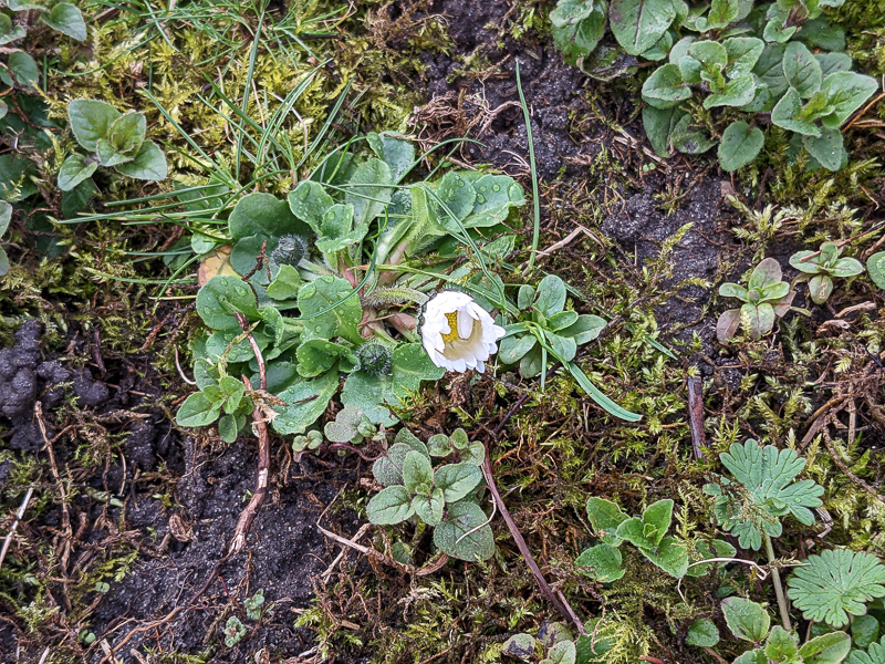 Gänseblümchen?