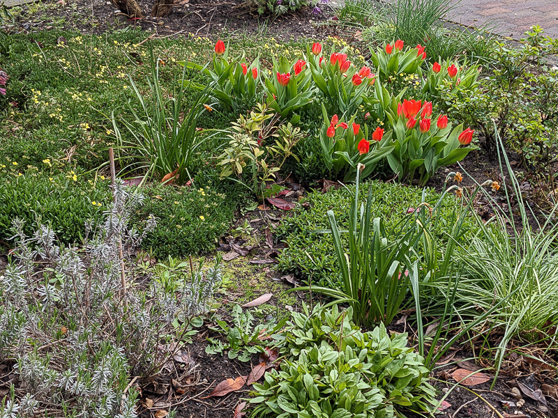 Tulpenblüte