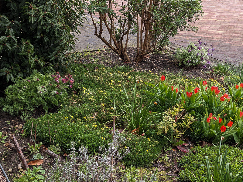 Küchenschelle, Goldlack und Tulpen