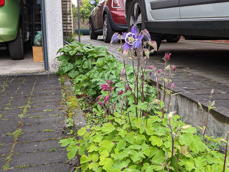 Akelei, Aquilegia caerulea 'Biedermeier'