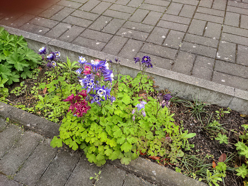 Akelei, Aquilegia caerulea 'Biedermeier'