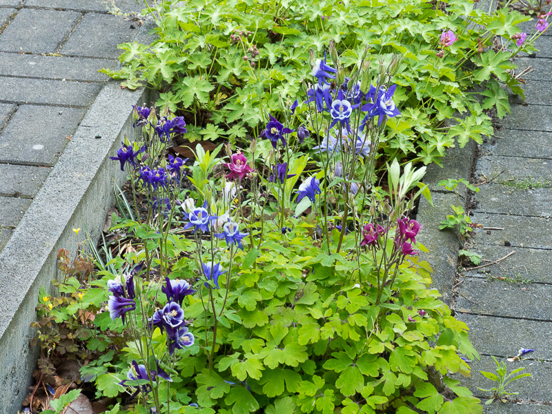 Akelei, Aquilegia caerulea 'Biedermeier'