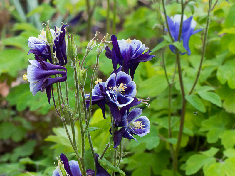 Akelei, Aquilegia caerulea 'Biedermeier'