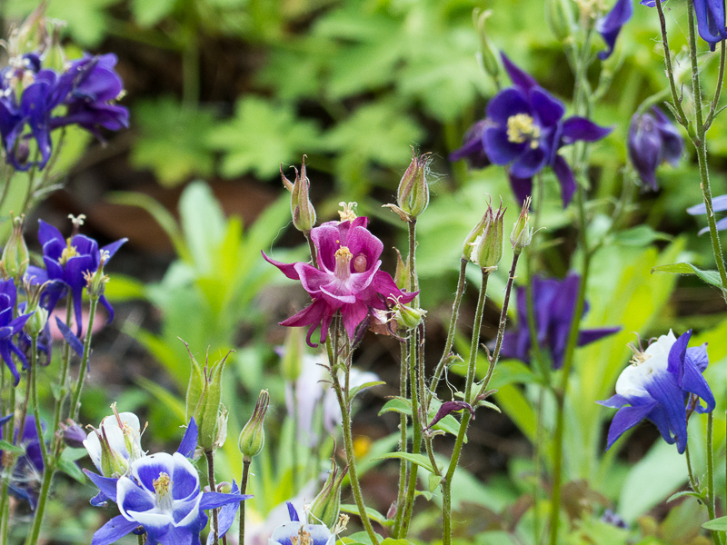 Akelei, Aquilegia caerulea 'Biedermeier'