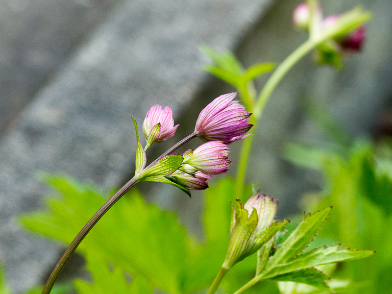 Knospe der Sterndolde, Astrantia major 'Primadonna'