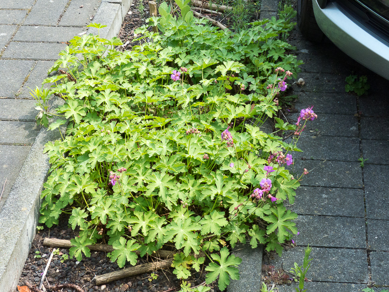 Storchschnabel, Geranium macrorrhizum 'Pindus'