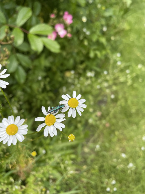 Gartenbesucher Juni 2023