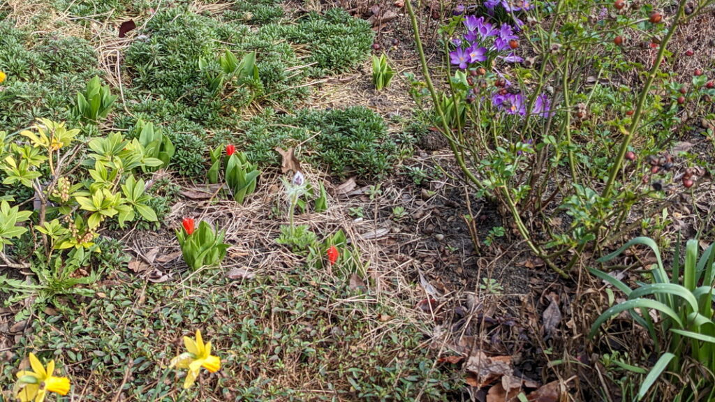 Krokusse, Osterglocken und Tulpen