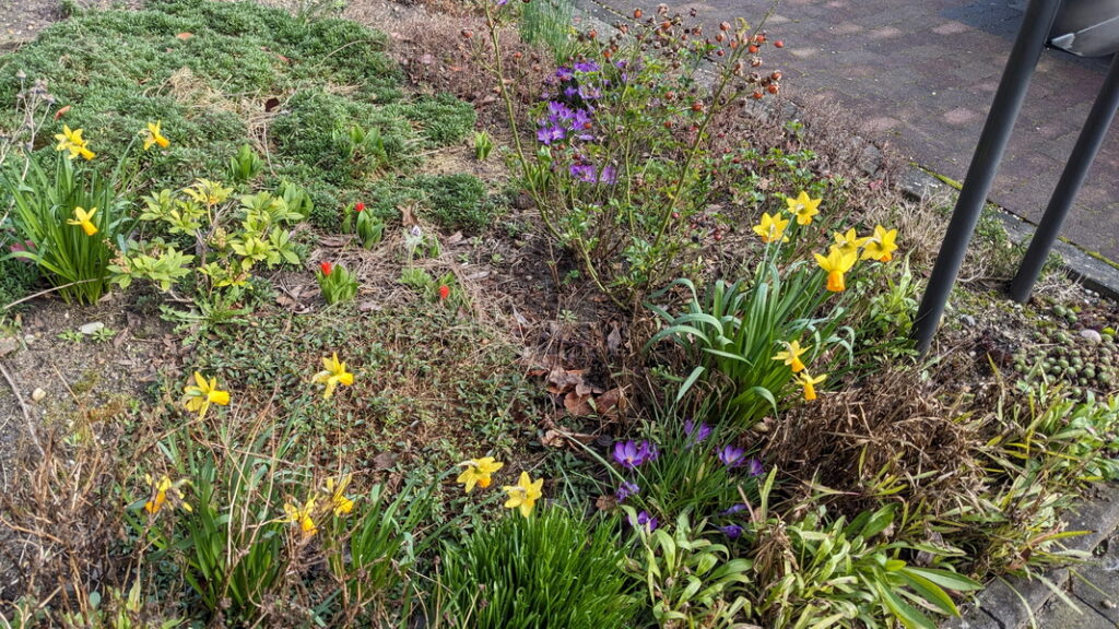 Krokusse, Osterglocken und Tulpen