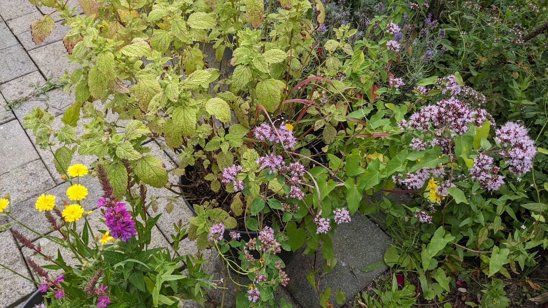 Besuch im Garten