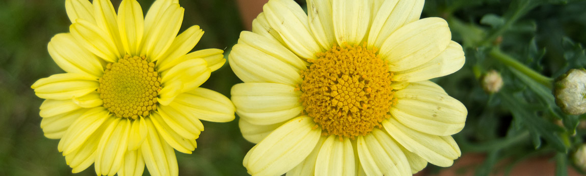 Unser Garten zieht ein