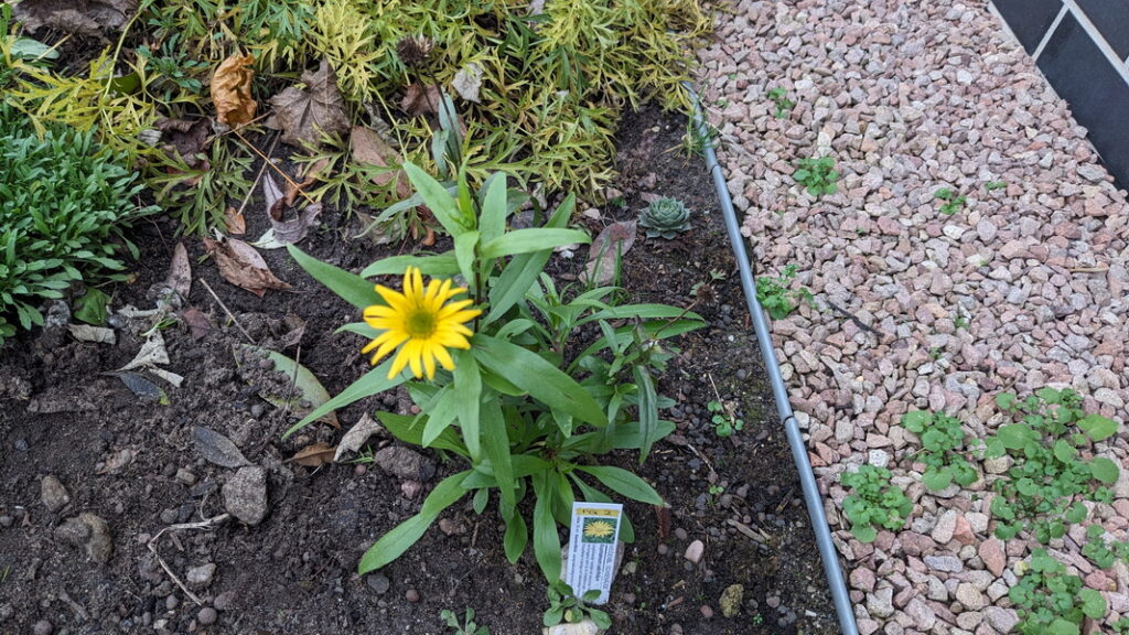 Weidenbättrige Ochsenauge – Buphtalmum salicifolium