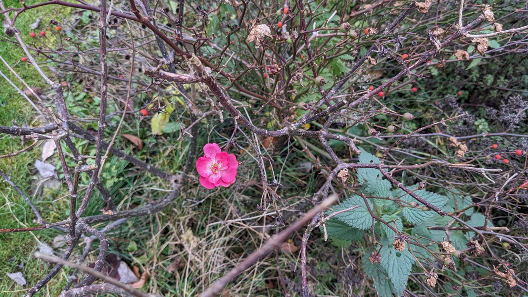 Blüten im Dezember